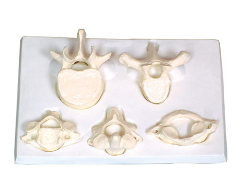 御��С��i���ء���׵�Ŵ�