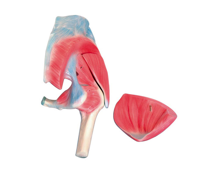 �y������ģ��