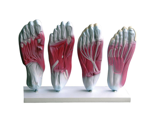 ��׼������ģ��