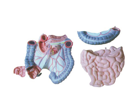 �Y(ji��)�c�ջ��c����ģ��