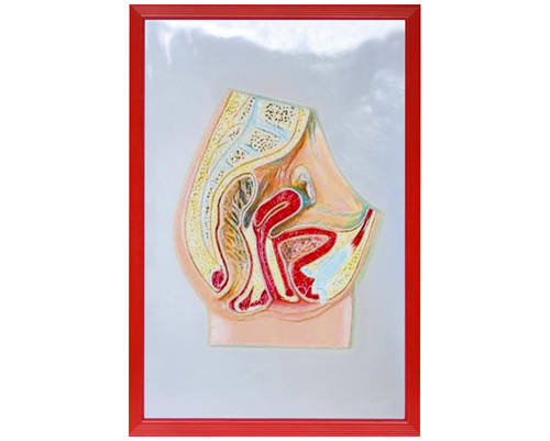 Ů����ǻʸ���и���ģ��