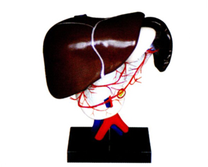 ��ǻ���}���䲼