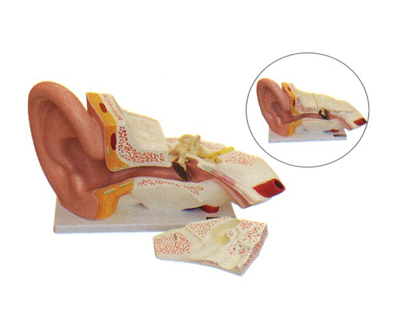 �����⡢�С���(n��i)������