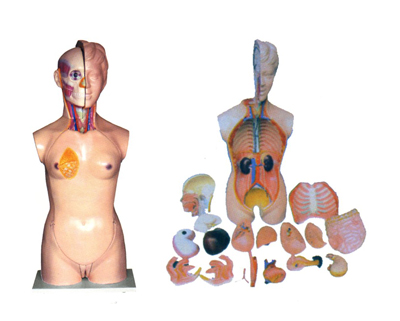 Ů���^���i���|��ģ��