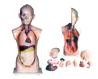 ���w�^���i���|��ģ��