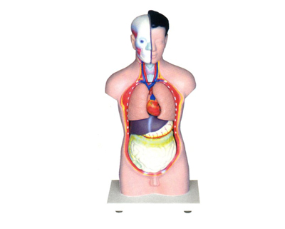 ���w�^���i���|��ģ��