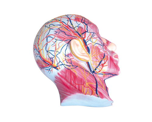 ���\�Ӽ�����(j��ng)Ѫ��