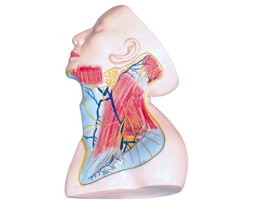 �i���\�ӽ���ģ��