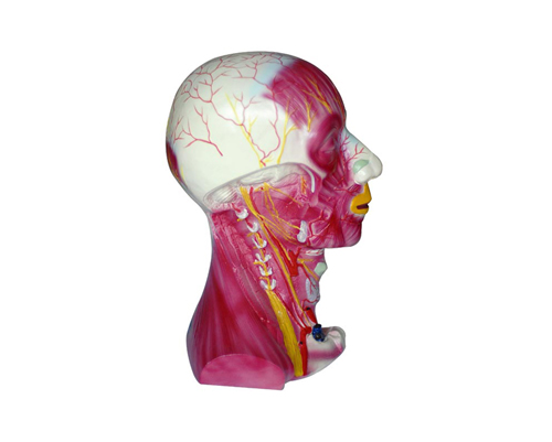 �i����Ӽ���Ѫ����(j��ng)ģ��