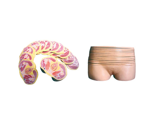 Ů���貿�M�����ӽ���ģ��