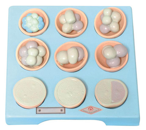 ���ѣ�ÿ��9ֻ��