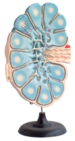 �ܰͽY(ji��)�Ŵ�