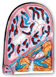 Ƣ�K�Y(ji��)��(g��u)ģ��