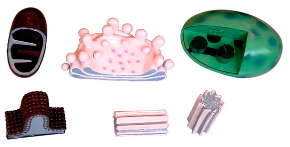 ��(x��)�����Ŵ�ģ��