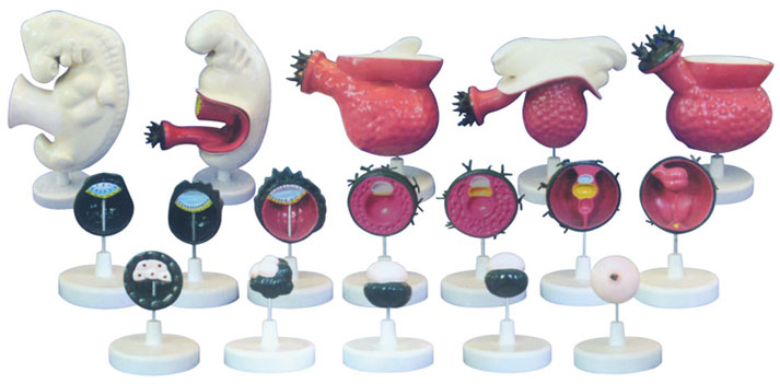 ���w��̥ģ�ͣ�12����