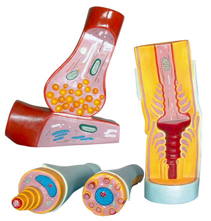 ��(j��ng)Ԫͻ�|����(j��ng)�w�S�Y(ji��)��(g��u)ģ��