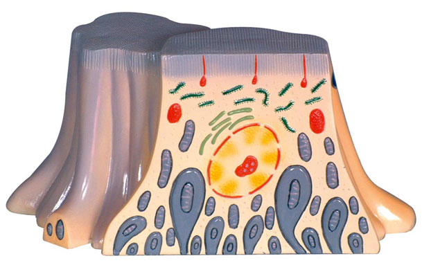 �I�K����С����Ƥ��(x��)���ĳ�΢�Y(ji��)��(g��u)