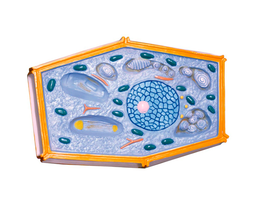 ֲ�：��ģ��