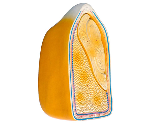 ������������ģ�ͣ��߲��bʽ��