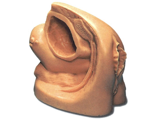 �߼�Ů�Ԍ�(d��o)������ֳ��ģ��