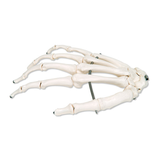 �ֹ��������P䓽z�o�B����