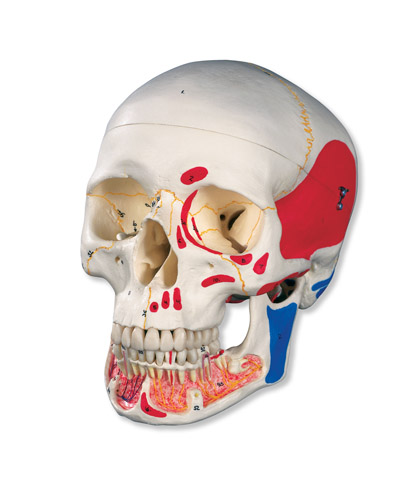 ��(j��ng)���Bģ�͎����_(k��i)�����M����ɫ�� 3����