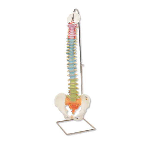 �̌W(xu��)�û��(d��ng)����ģ��