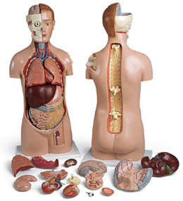 �o���|��ģ�ͣ��^�̶��������_�ţ�17����