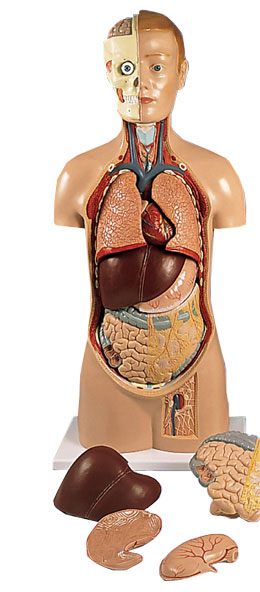 �o���|��ģ�ͣ��^�̶���11����