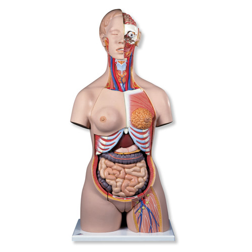 Ů�Ժ��A���|��ģ�ͣ����^����20����