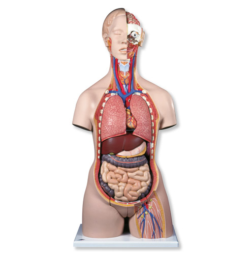 ���A�̓����|��ģ�ͣ����_�ţ�28����