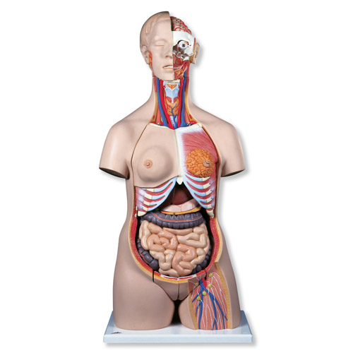 ���A�̓����|��ģ�ͣ�24����