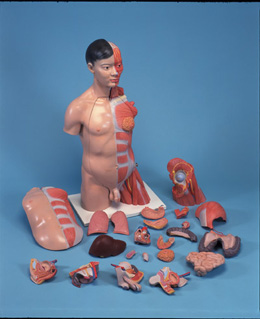 ���A�̓��ԁ����ˎ�������|��ģ�ͣ�33����