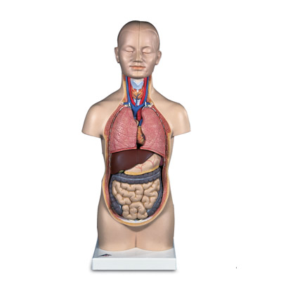 С���|��ģ�ͣ�12����