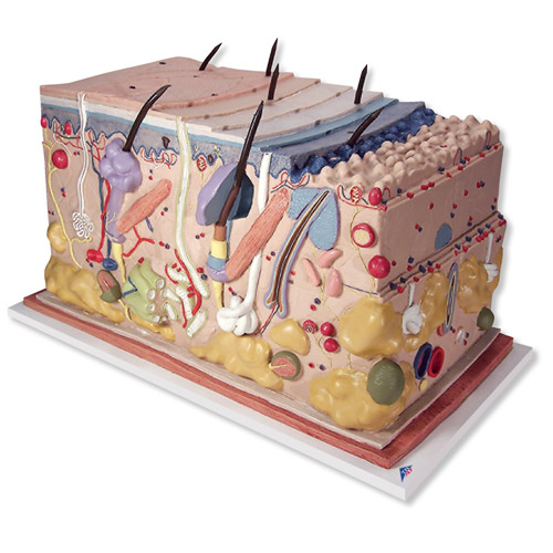 Ƥ�w���K�� ģ�ͣ������70��