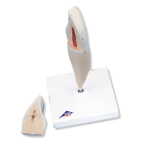 ���M���X�� 2����