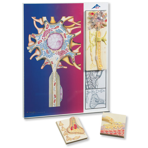 ��������W��ϵ�У�5�K�Ż�ģ�����ڽ����@ʾ��