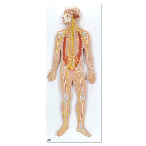 ��ϵ�yģ�ͣ������1/2