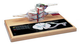 ����ģ�ͣ������6��