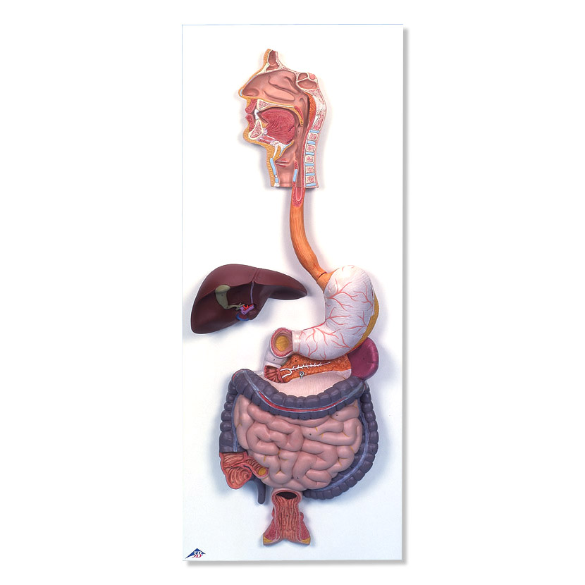 ����ϵ�yģ�ͣ�2����