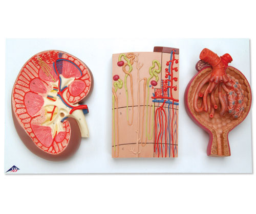 �I���桢�I��λ��Ѫ�ܺ��IС�wģ��