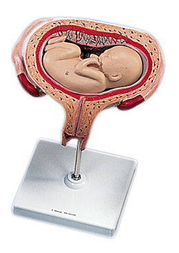 ���傀��̥�������Pλ