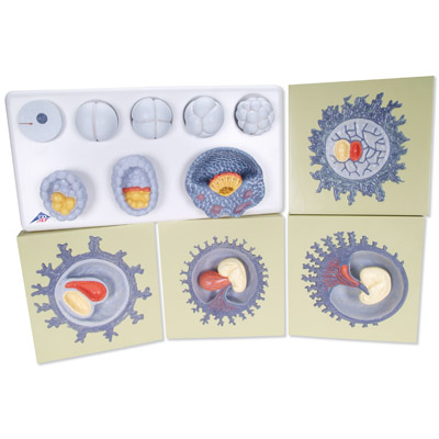 ��̥���L�^��ģ�ͣ�12���A��