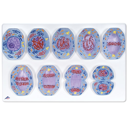 �нz����ģ��